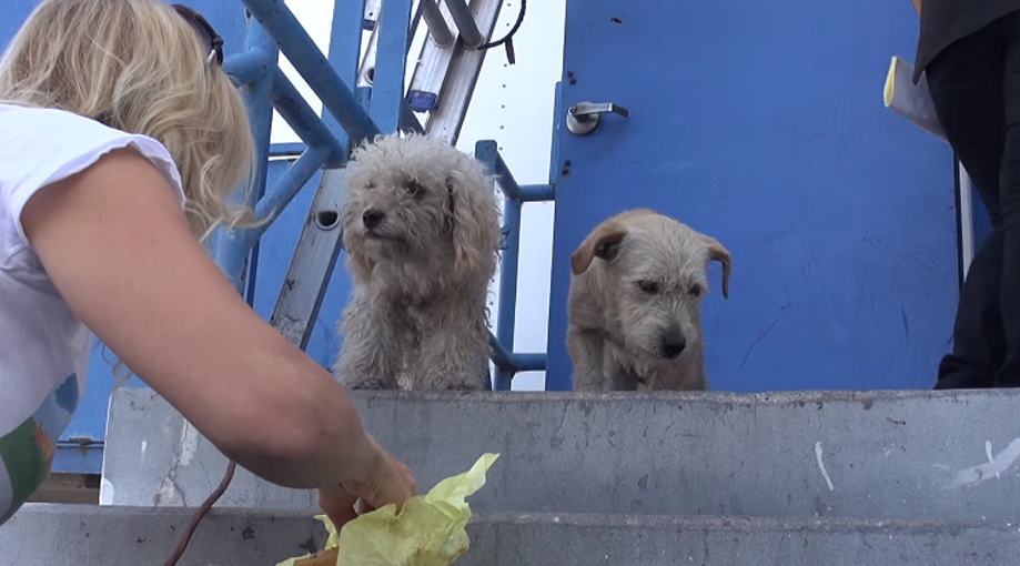 2 Dogs Stuck Together To Survive, And Their Rescue Is Beyond Precious