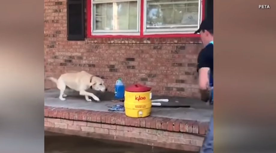 Dog Overjoyed as He's Rescued From Porch During North Carolina Flooding ...