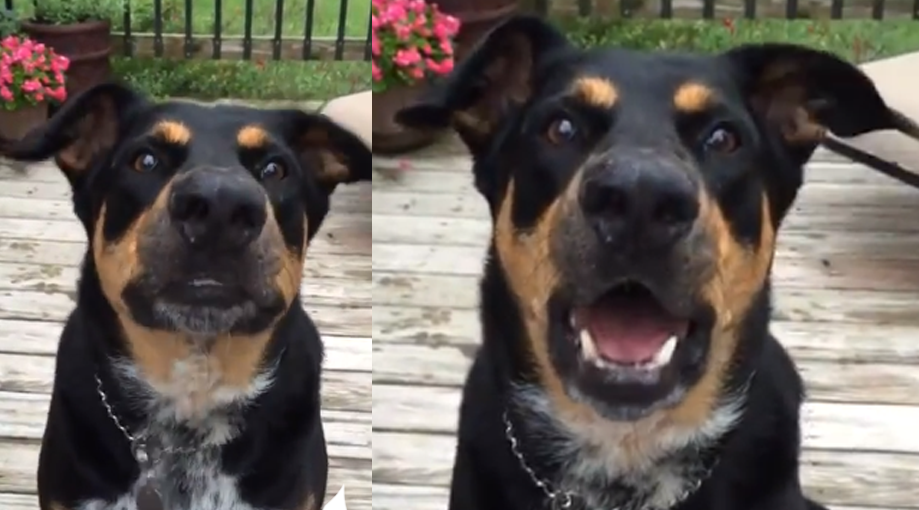 Dog Learning To Whisper Is Absolutely Adorable SnapMyTales