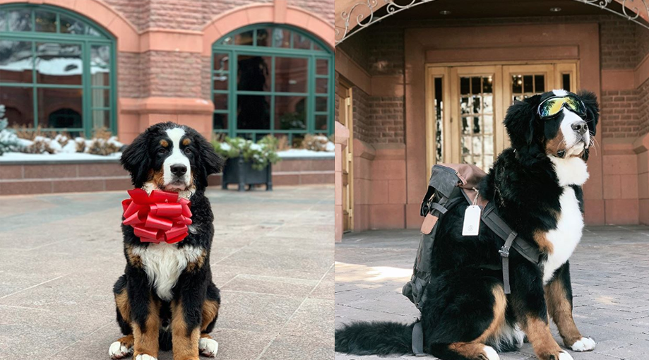 At This Hotel In Aspen An Adorable Bernese Mountain Dog Will Come And at-this-hotel-in-aspen-an-adorable-bernese-mountain-dog-will-come-and