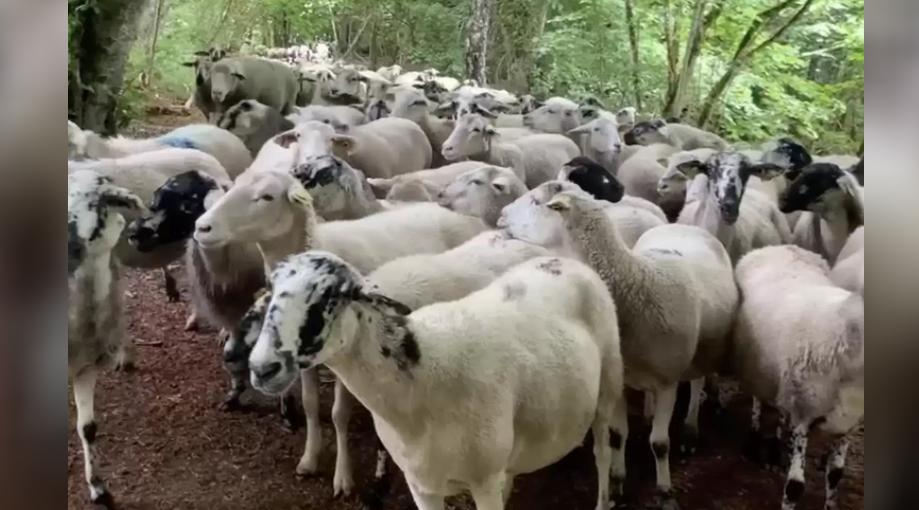 When Runner Turns Around, She Notices A Herd Of Lost Sheep Is Following