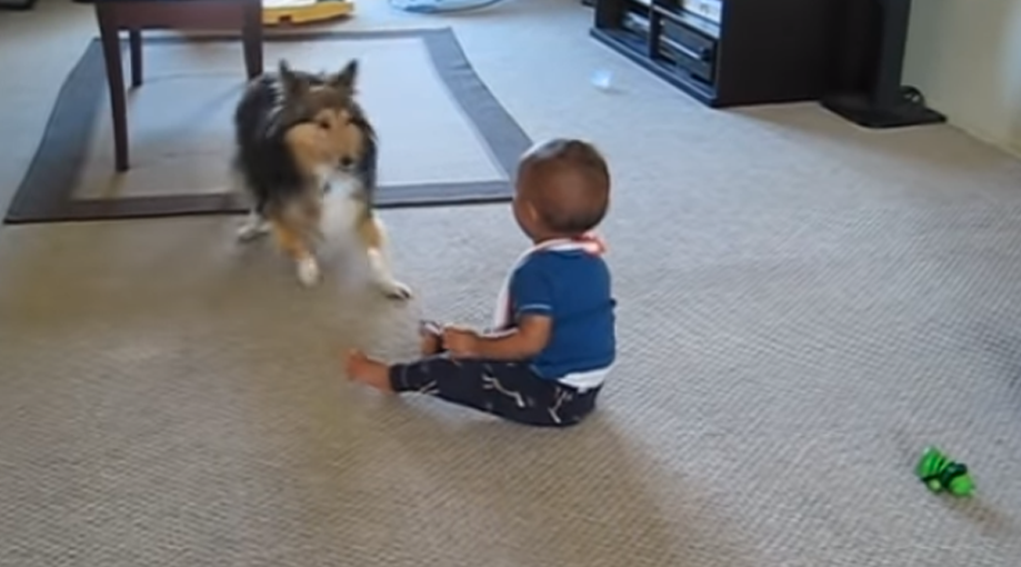 Dog And Baby Are Alone In The Room Then Mom Hears Her Child Scream ...