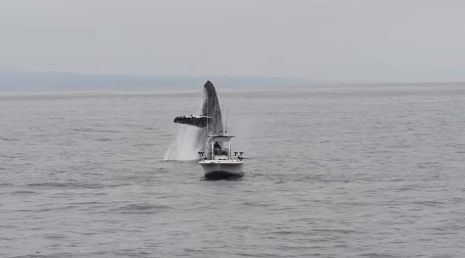 Incredible Footage Shows Humpback Whale Jump Out Of The Sea Next To ...