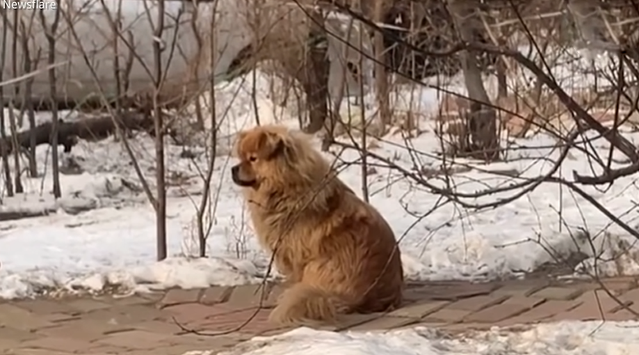 Dog in China is Still Waiting for The Deceased Owner Five Years Later ...