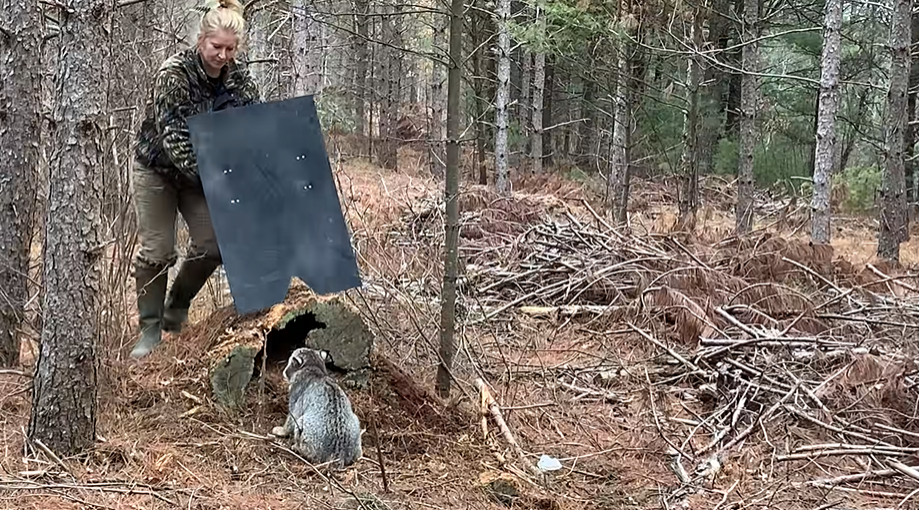 A Brave Woman Rescues A Bobcat From A Trap Snapmytales
