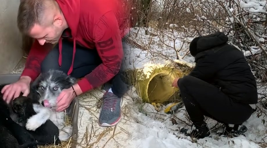 Brave Mom Begs Strangers To Save Her Puppy - SnapMyTales