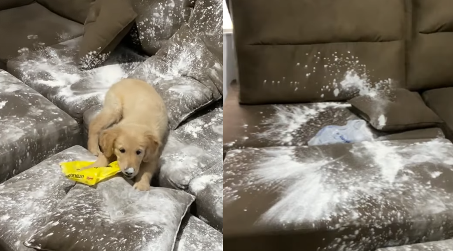 Golden Retriever Puppy Messing With Flour SnapMyTales