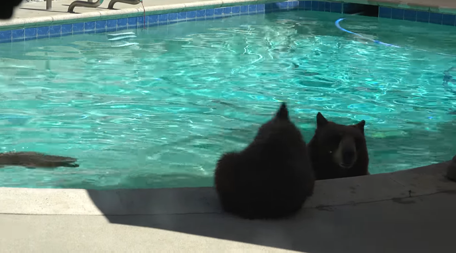 The mother bear swims in the pool with her cubs and plays with her ...