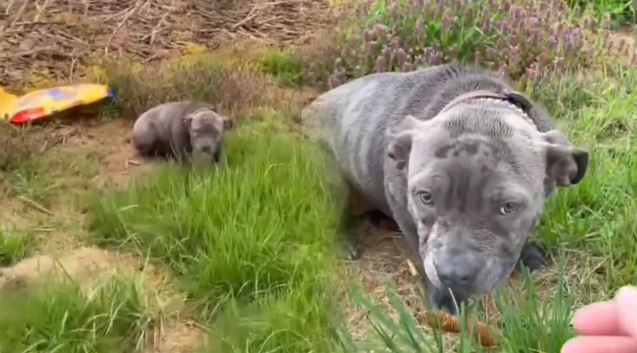 Stray dog left with bag of food waited days for his family to return ...